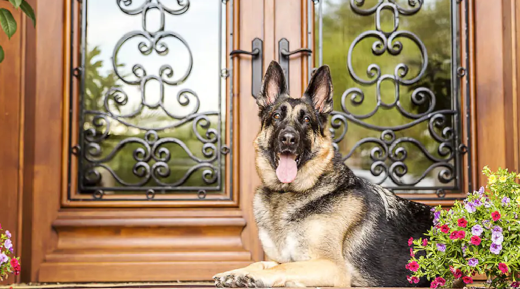 ALL ABOUT GUARD DOGS FOR HOME SECURITY