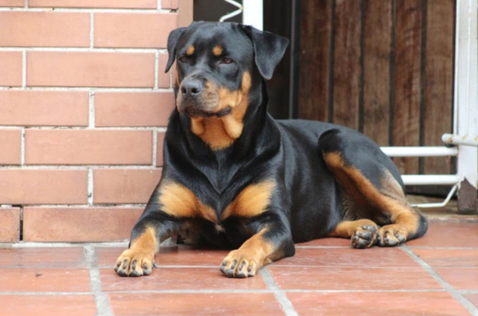 ALL ABOUT GUARD DOGS FOR HOME SECURITY