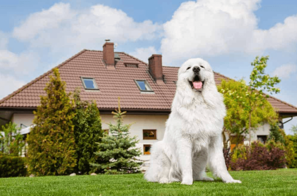 ALL ABOUT GUARD DOGS FOR HOME SECURITY